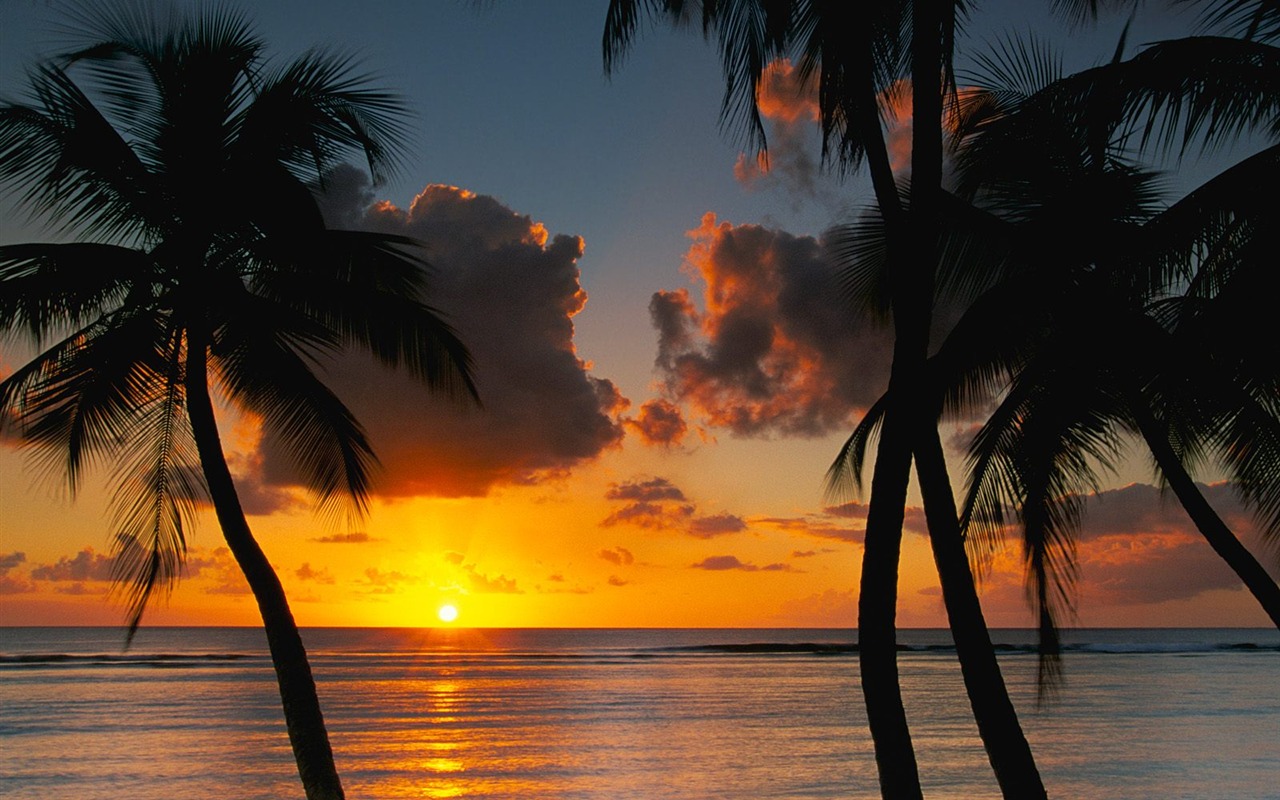 Palm tree sunset wallpaper (1) #21 - 1280x800