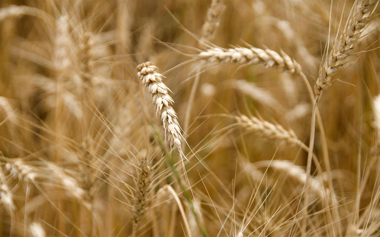 Wheat wallpaper (3) #2 - 1280x800