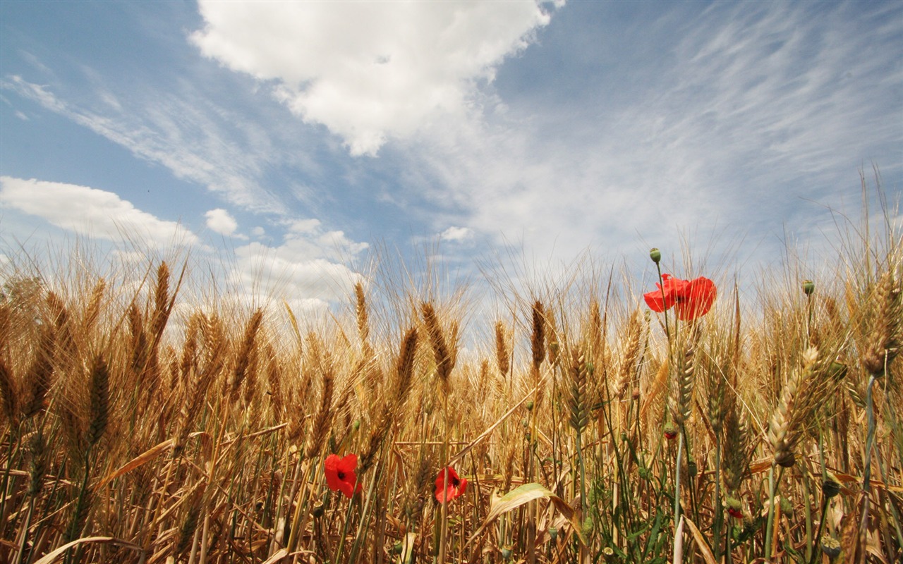 Wheat wallpaper (3) #4 - 1280x800