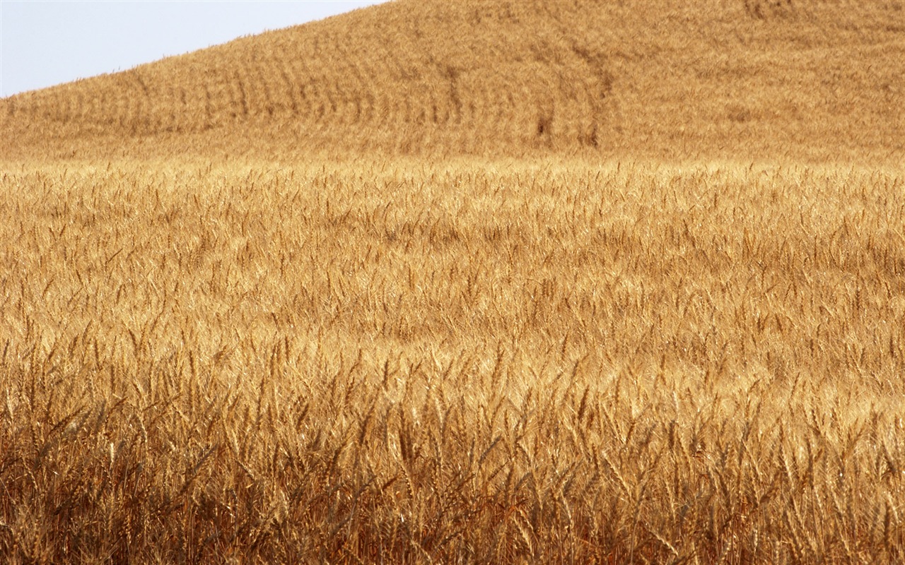 Fond d'écran du blé (3) #5 - 1280x800