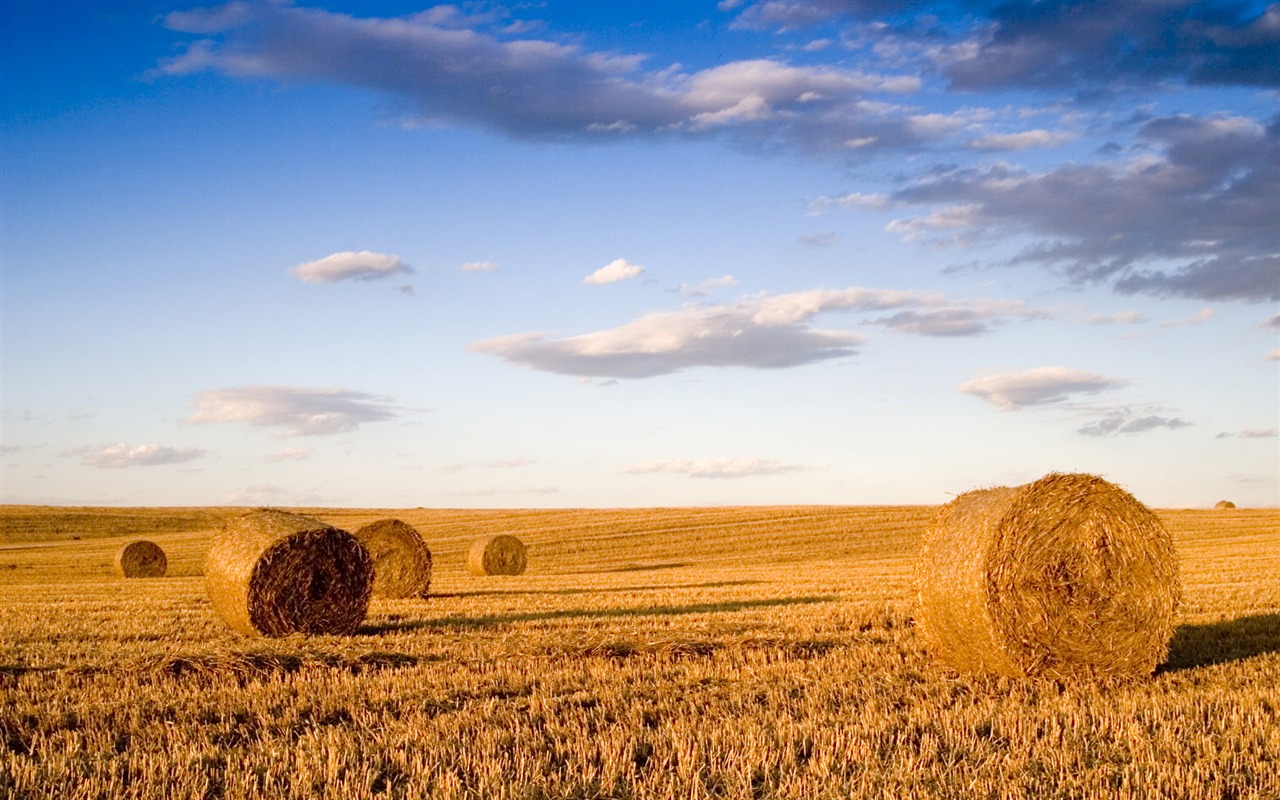 Wheat wallpaper (3) #6 - 1280x800