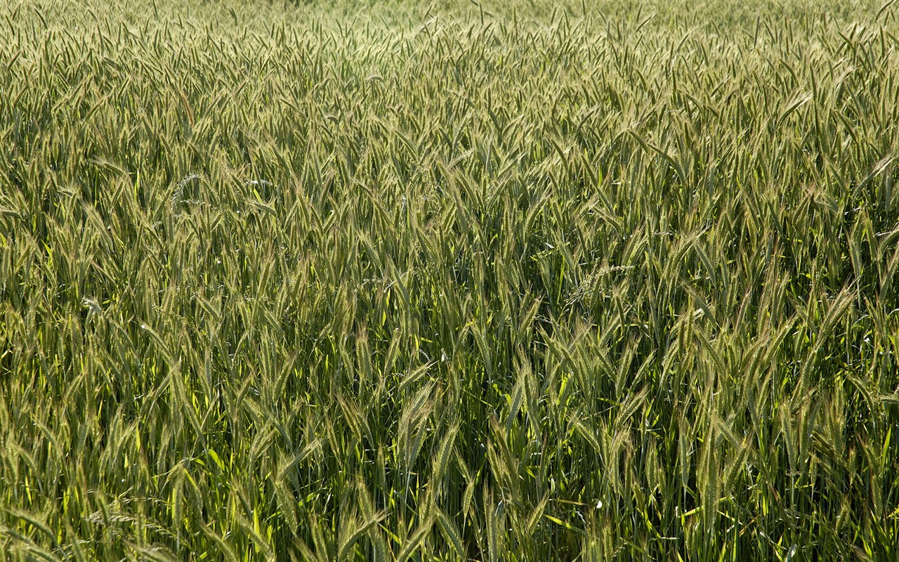Fond d'écran du blé (3) #7 - 1280x800
