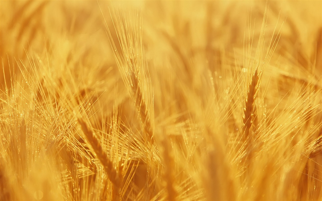 Fond d'écran du blé (3) #8 - 1280x800