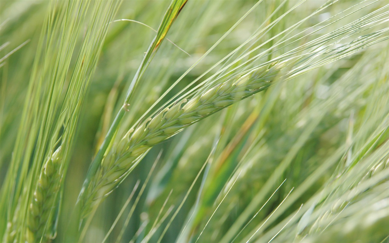 Fond d'écran du blé (3) #9 - 1280x800