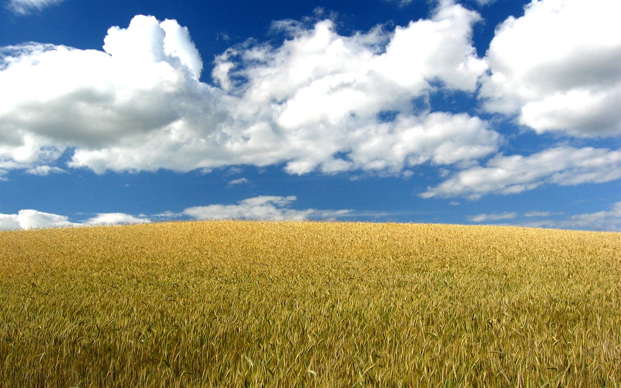 Wheat wallpaper (3) #10 - 1280x800