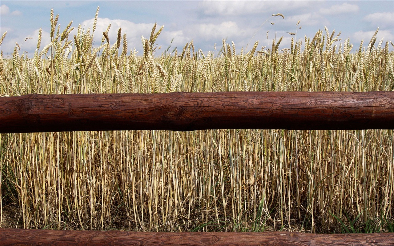 Wheat wallpaper (3) #11 - 1280x800