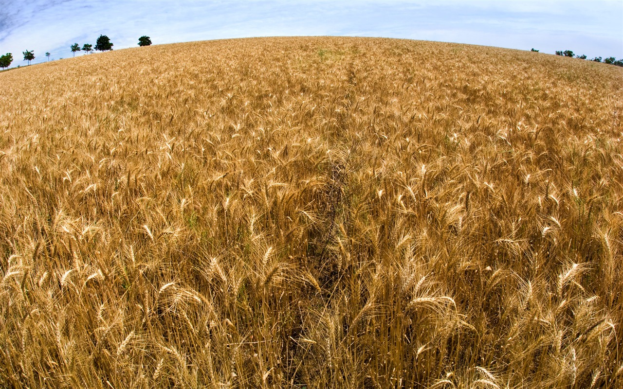 Pšenice tapety (3) #12 - 1280x800