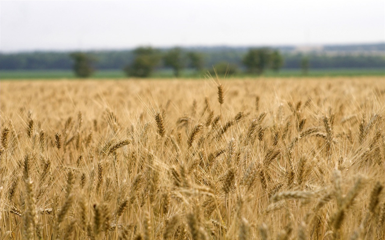 Wheat wallpaper (3) #13 - 1280x800