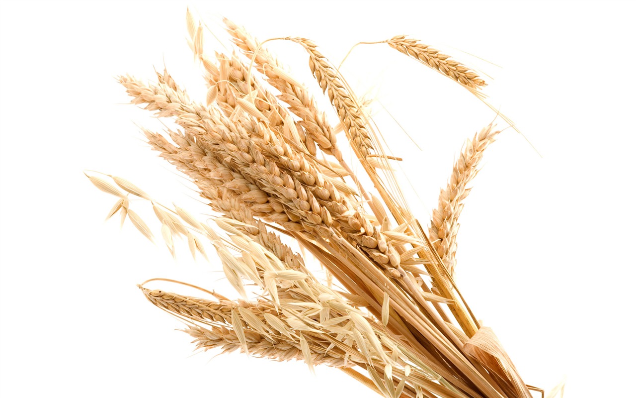 Fond d'écran du blé (3) #15 - 1280x800