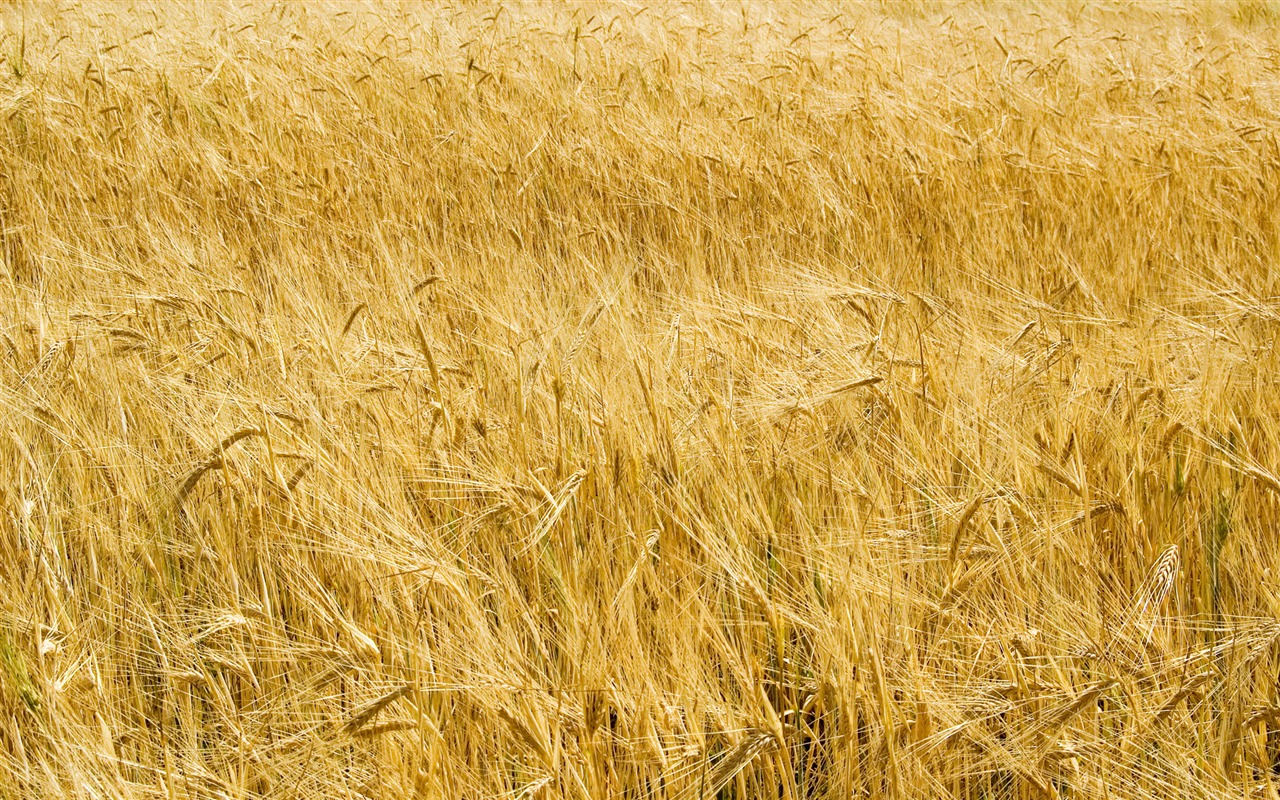 Fond d'écran du blé (3) #16 - 1280x800