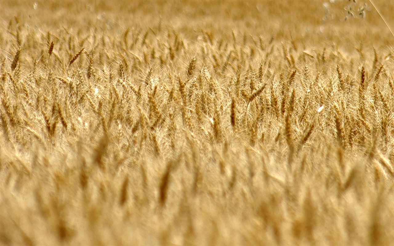 Fond d'écran du blé (3) #18 - 1280x800