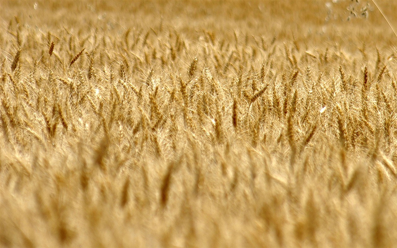Pšenice tapety (3) #18 - 1280x800