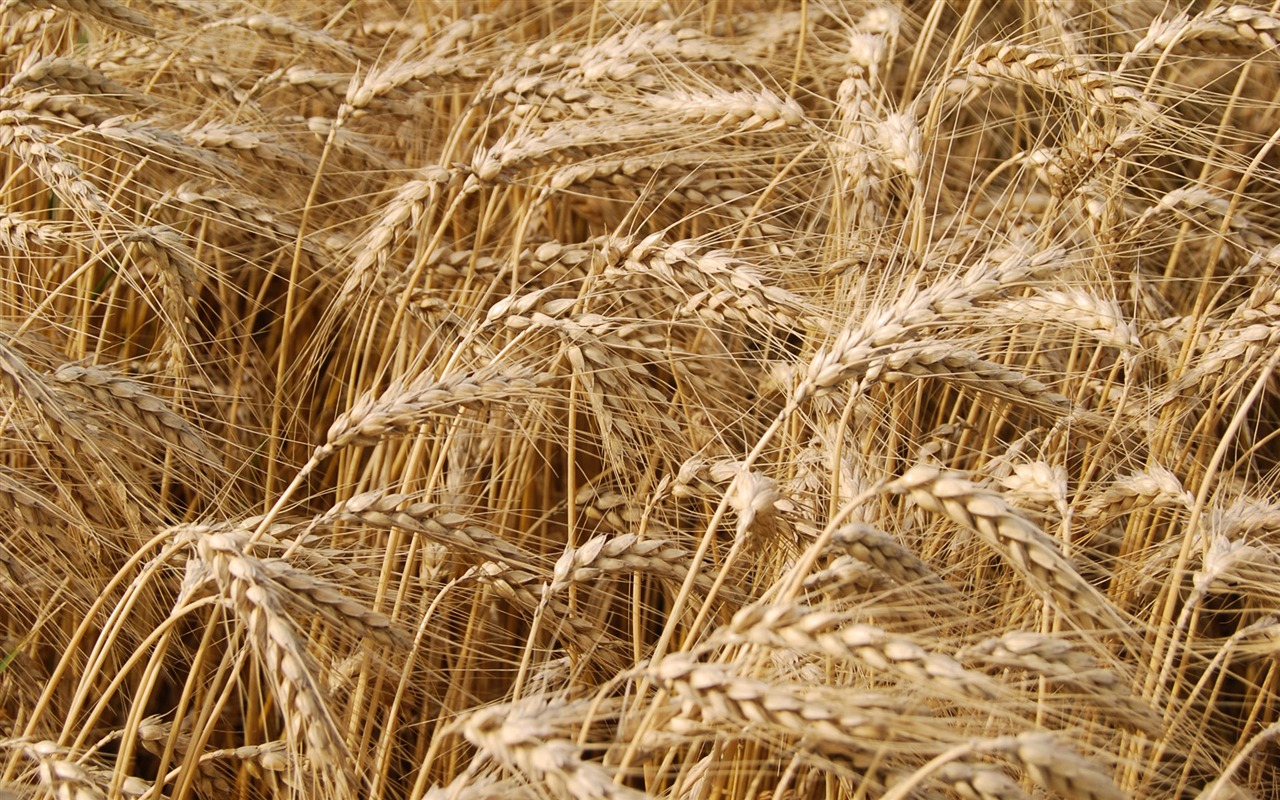 Wheat wallpaper (4) #2 - 1280x800