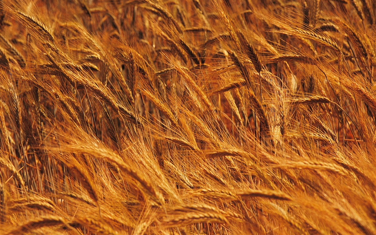 Wheat wallpaper (4) #4 - 1280x800