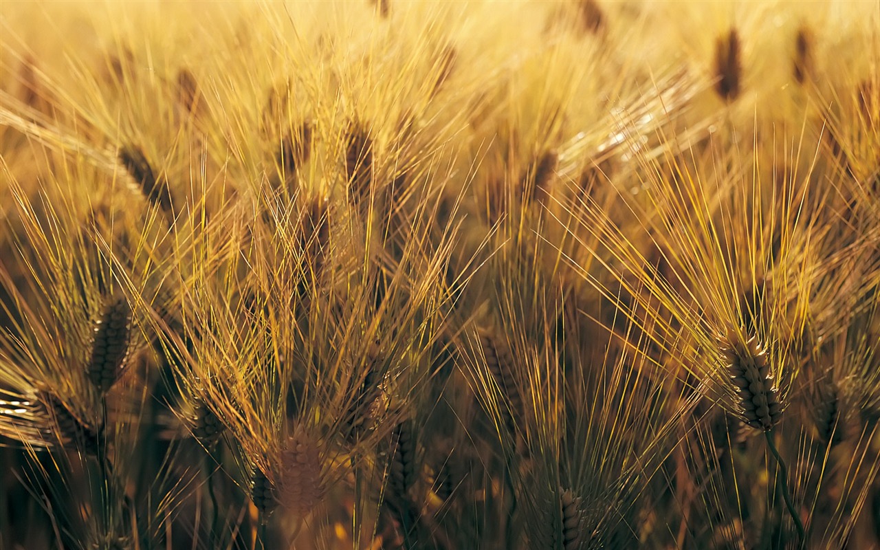 Wheat wallpaper (4) #7 - 1280x800