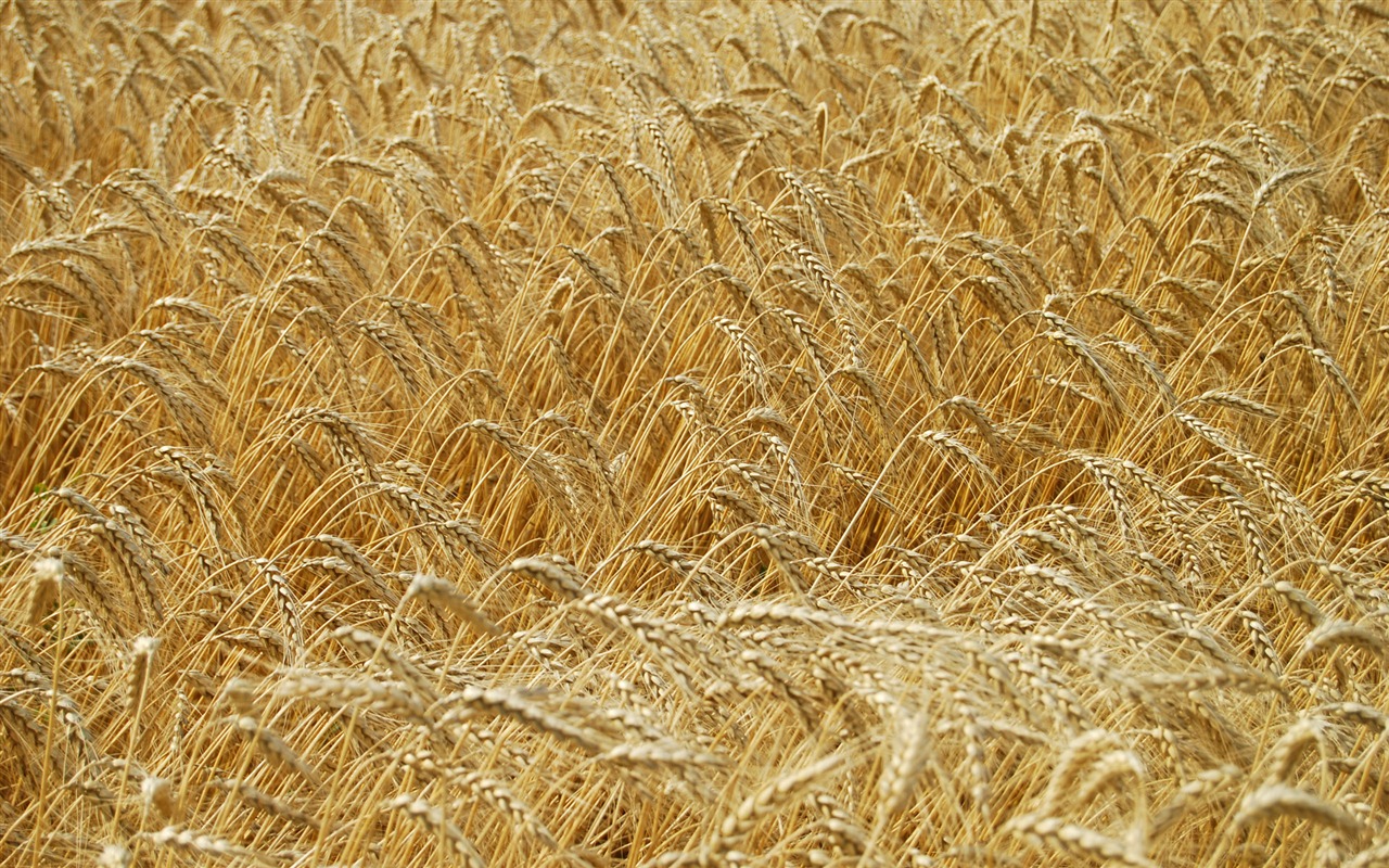 Fond d'écran du blé (4) #8 - 1280x800