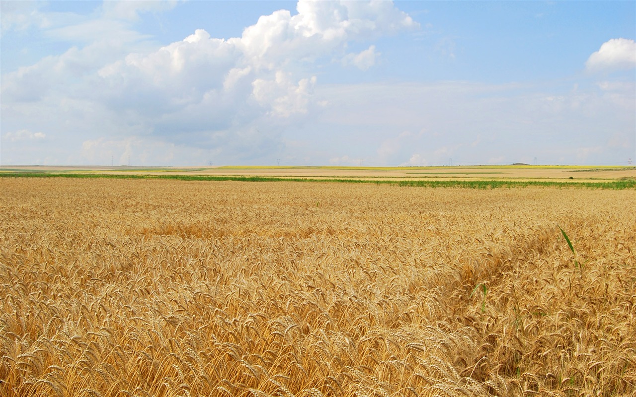 Wheat wallpaper (4) #14 - 1280x800