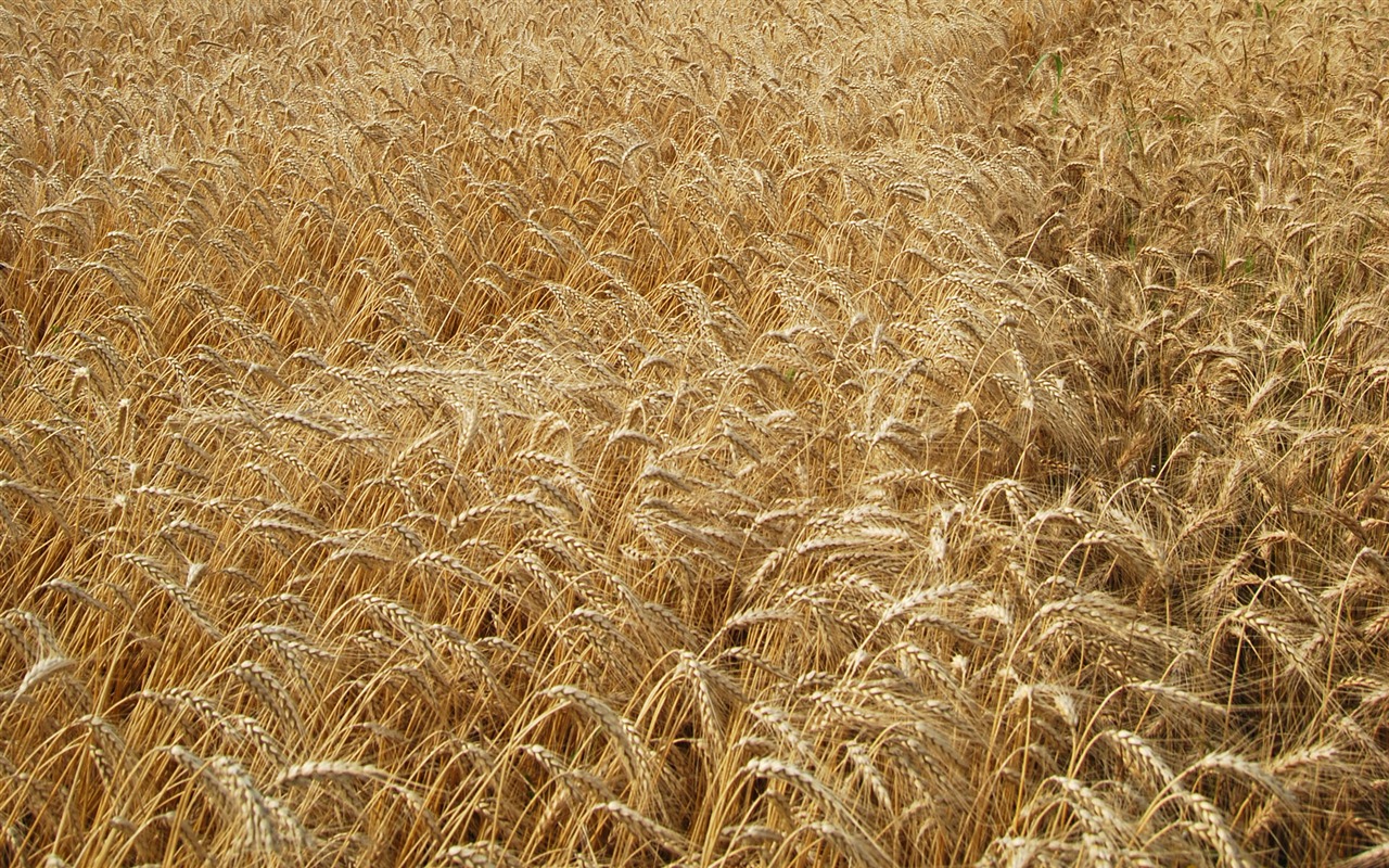 Wheat wallpaper (4) #15 - 1280x800