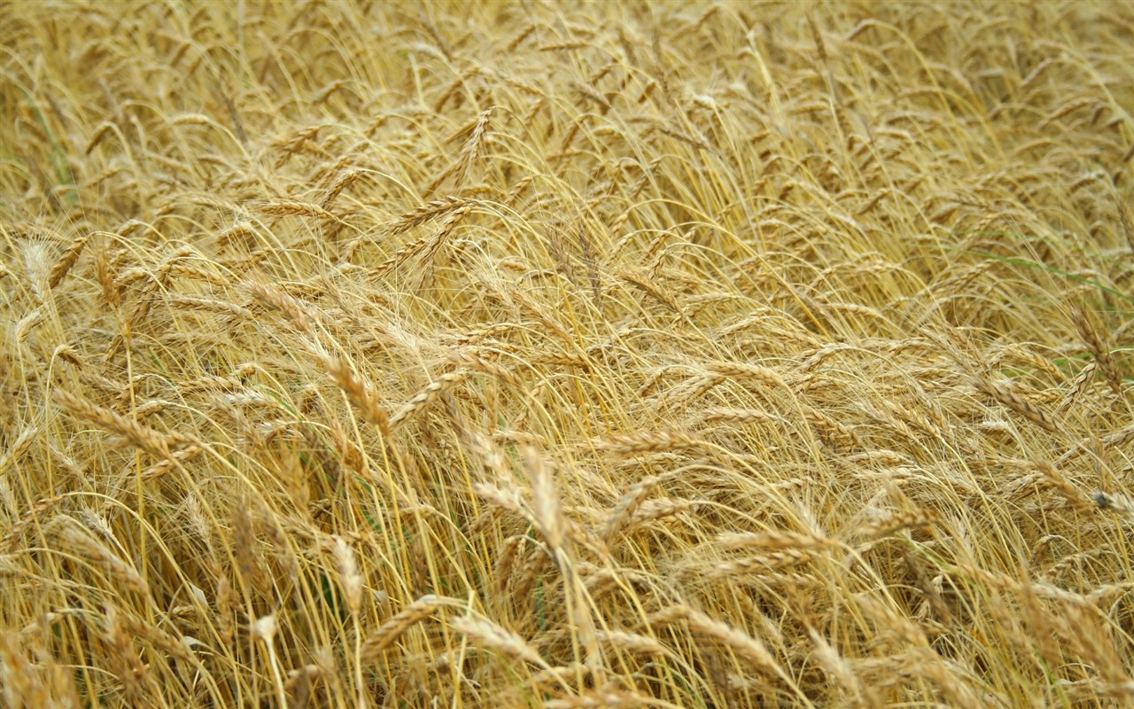 Wheat wallpaper (4) #17 - 1280x800