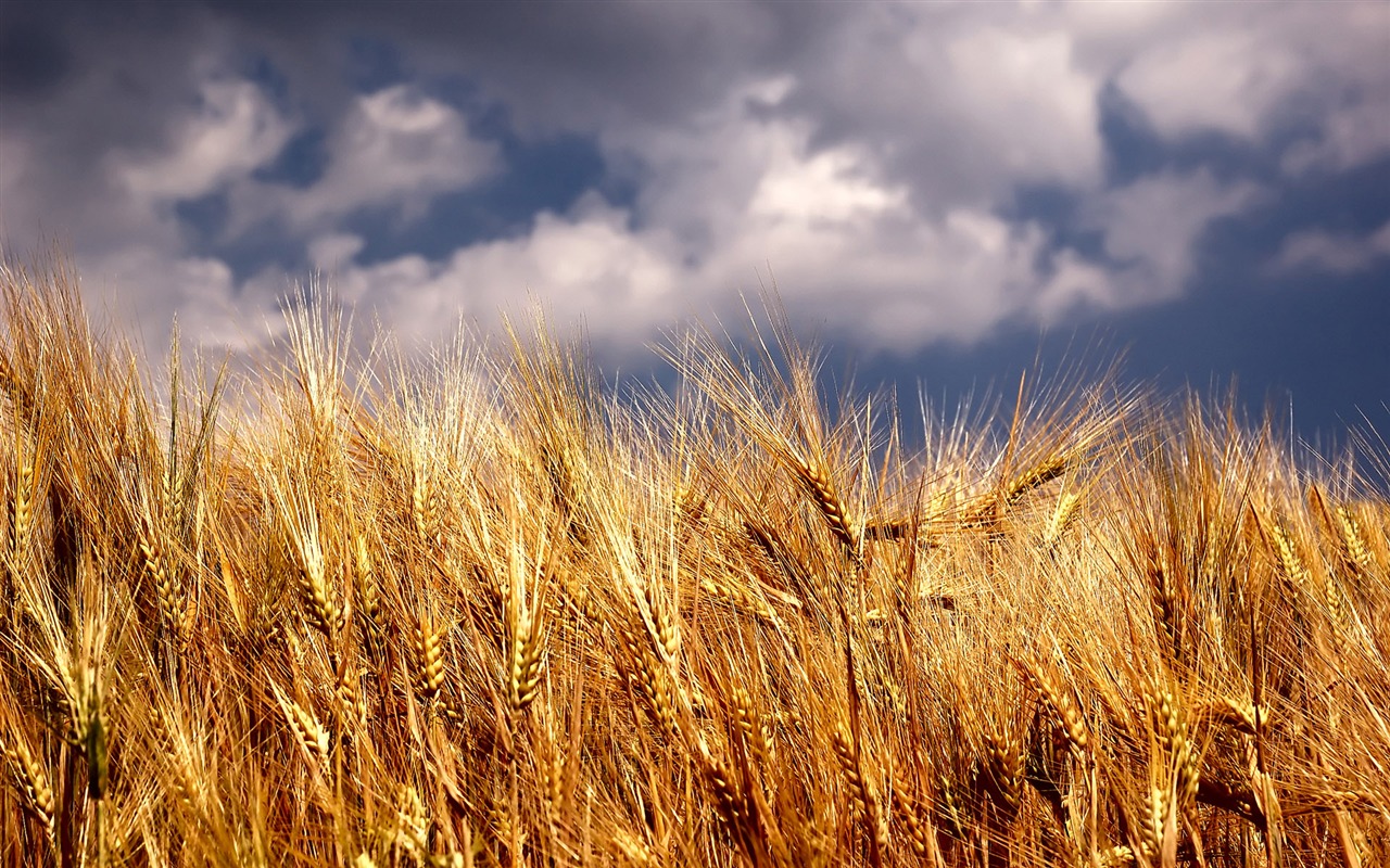 Wheat wallpaper (4) #20 - 1280x800