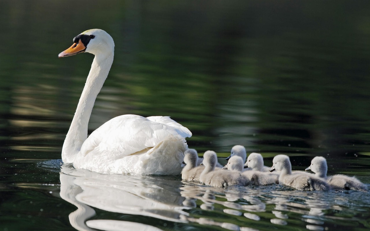 Animal Widescreen Wallpapers Collection (10) #4 - 1280x800