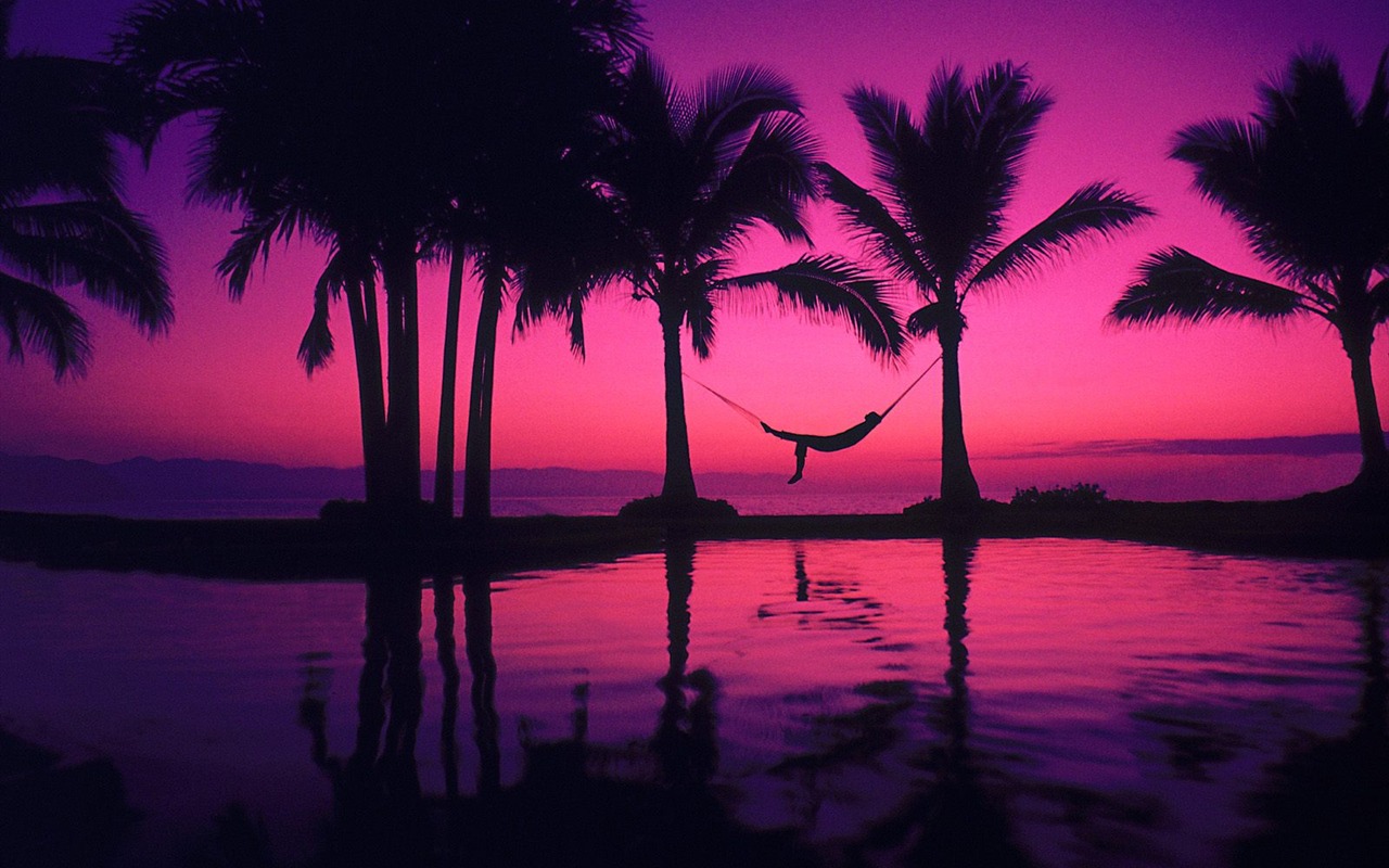 Palm tree sunset wallpaper (2) #10 - 1280x800