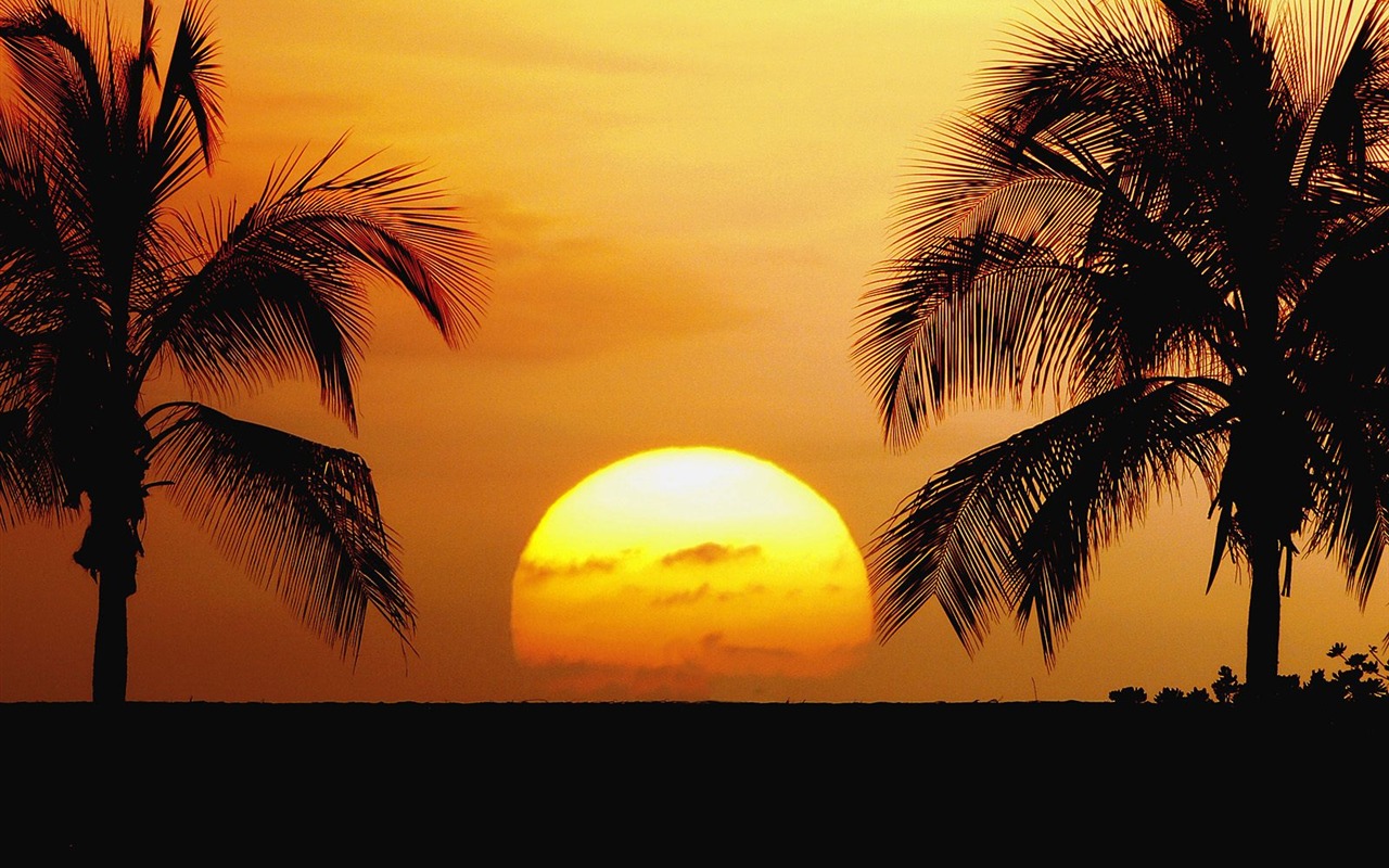 Fond d'écran Palm arbre coucher de soleil (2) #18 - 1280x800