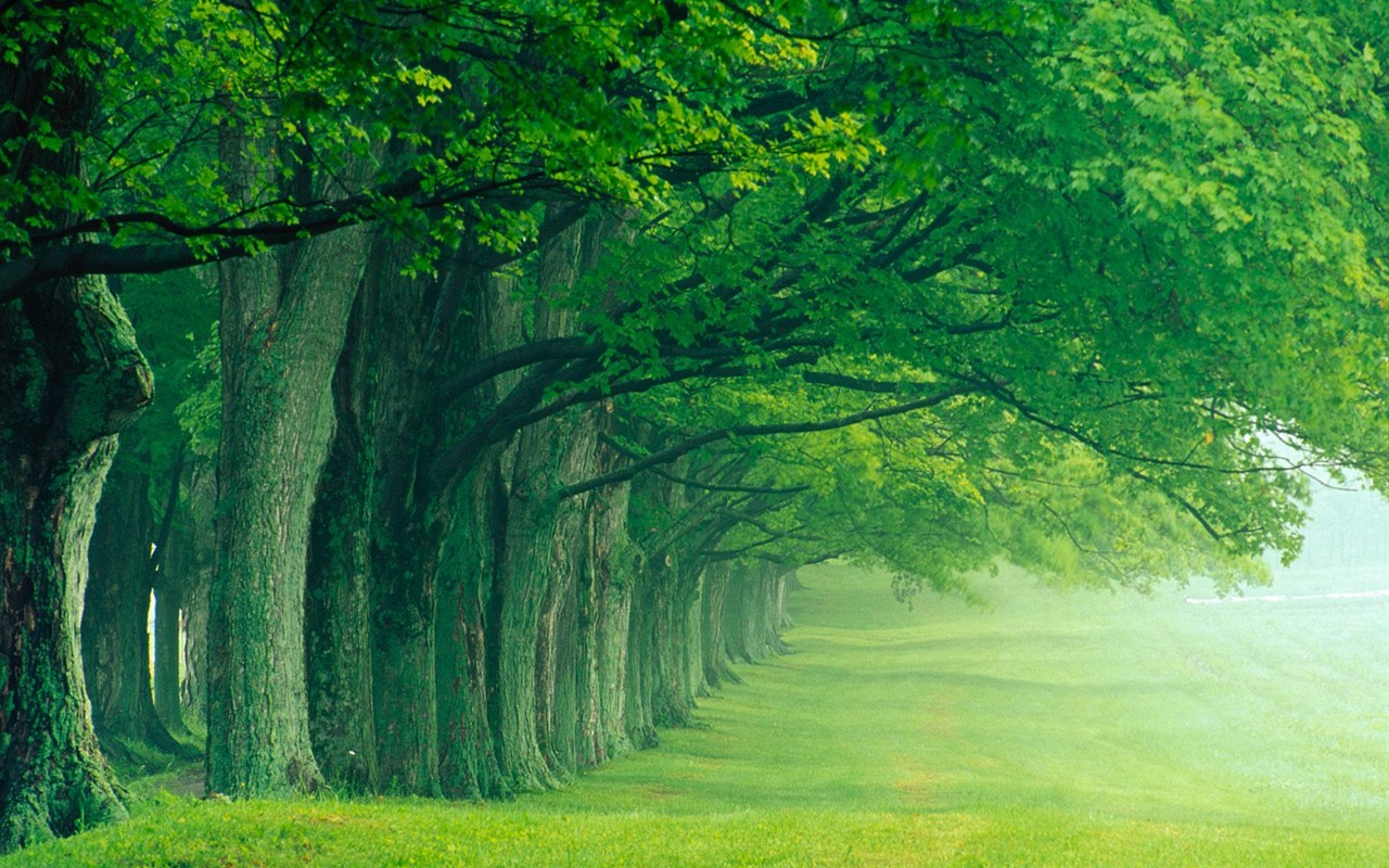 Plant trees wallpaper (1) #2 - 1280x800