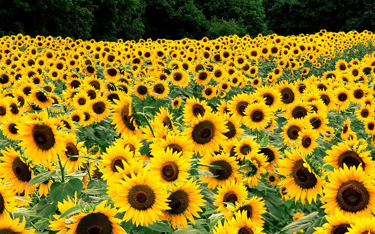 Zasadit stromy, tapety (1) #11 - 1280x800