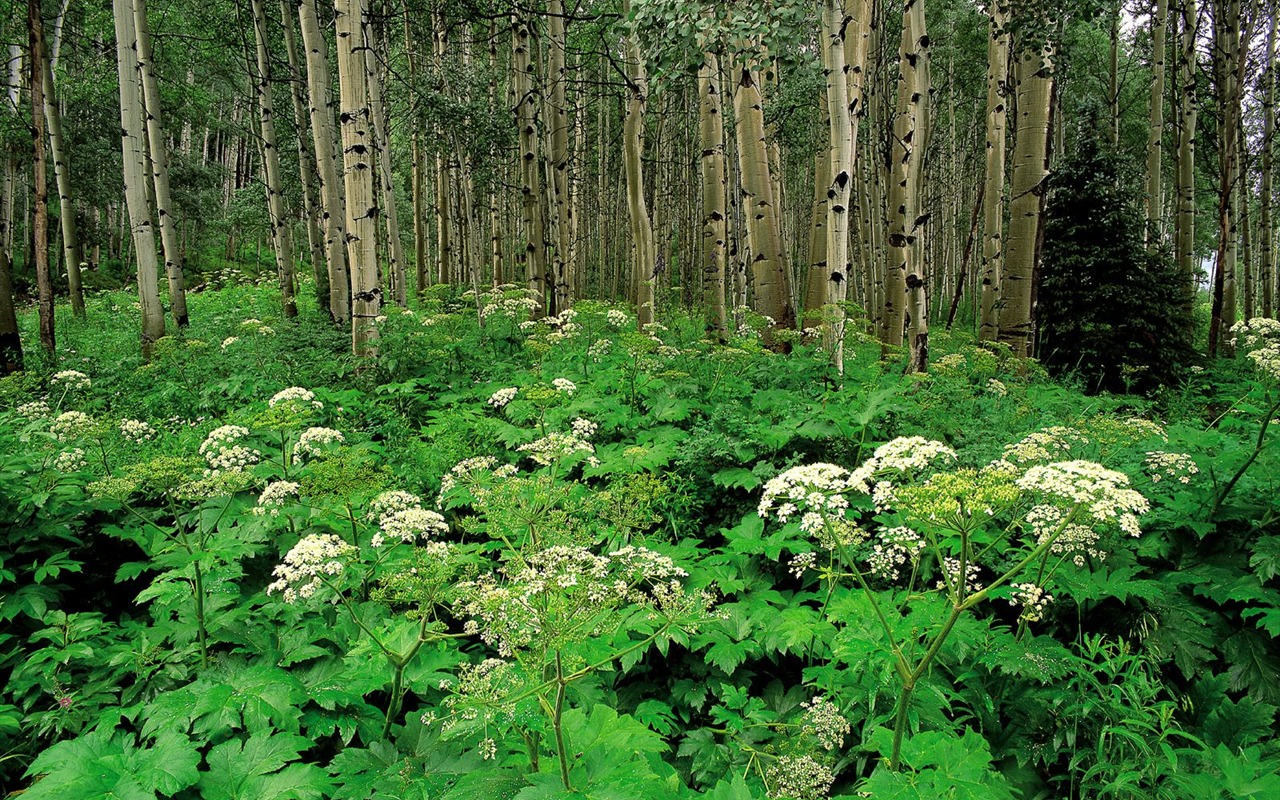 树木植物 壁纸(一)20 - 1280x800