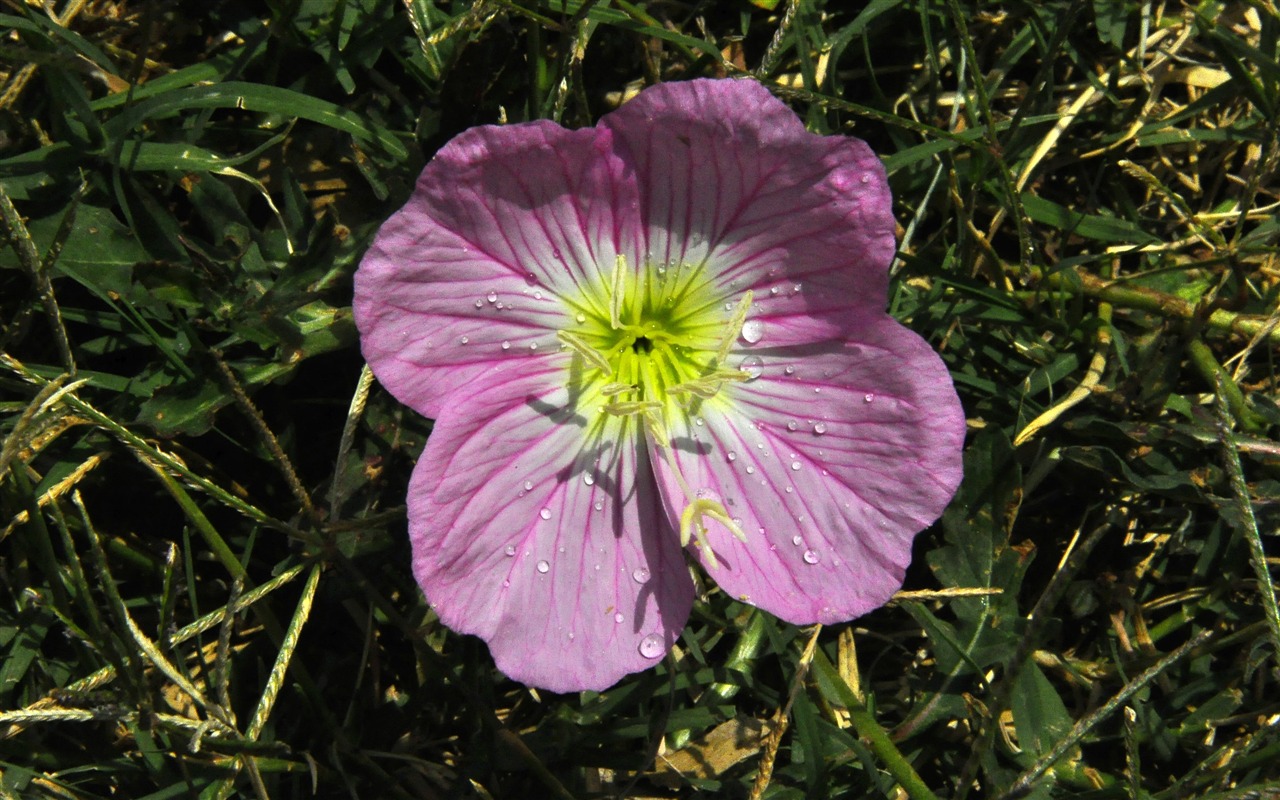 Reveal fragrant flowers (old Kang OK works) #10 - 1280x800