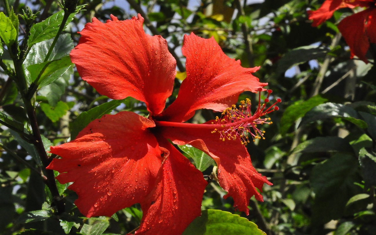 Revelar fragantes flores (antigua Kang funciona bien) #15 - 1280x800