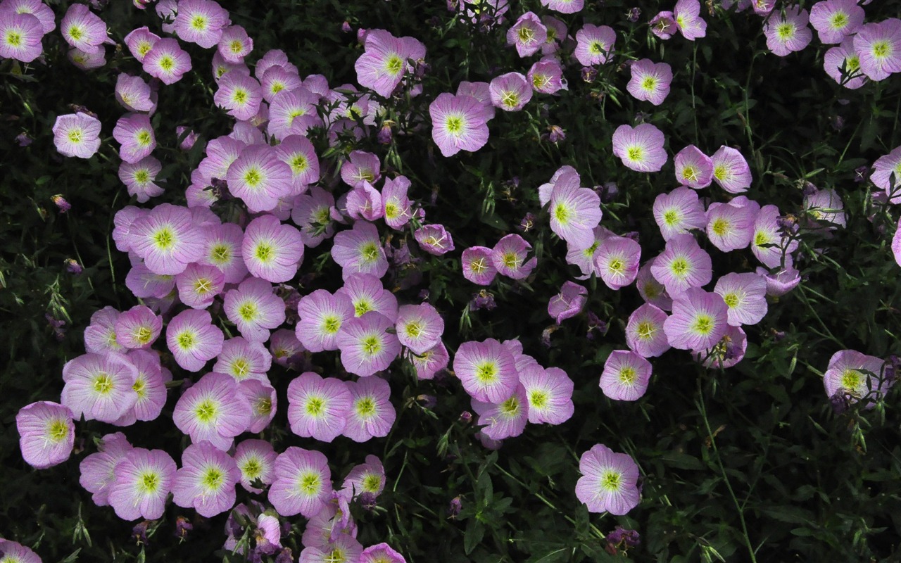 Odhalit voňavé květy (starý Kang OK práce) #23 - 1280x800