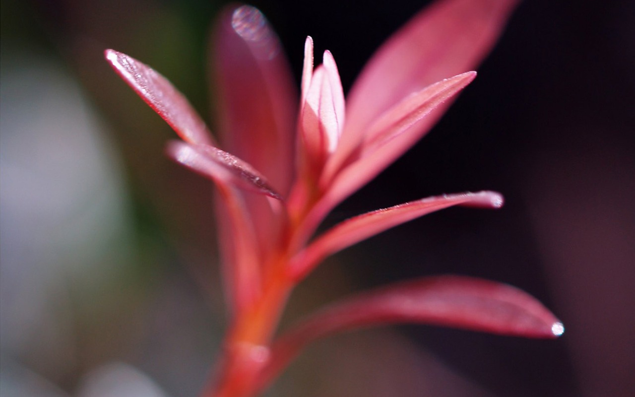 E500 Plant Feature (tjkdplayer works) #1 - 1280x800