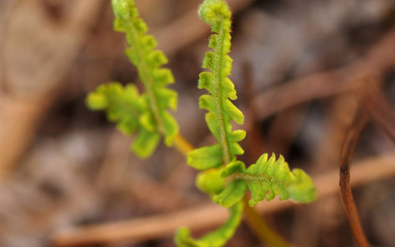 E500植物特寫 (tjkdplayer作品) #3 - 1280x800