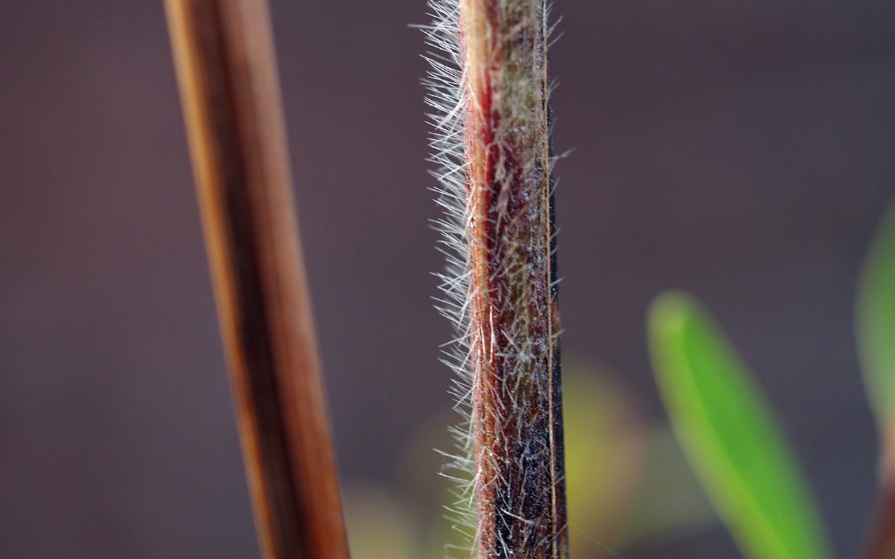 E500植物特寫 (tjkdplayer作品) #5 - 1280x800