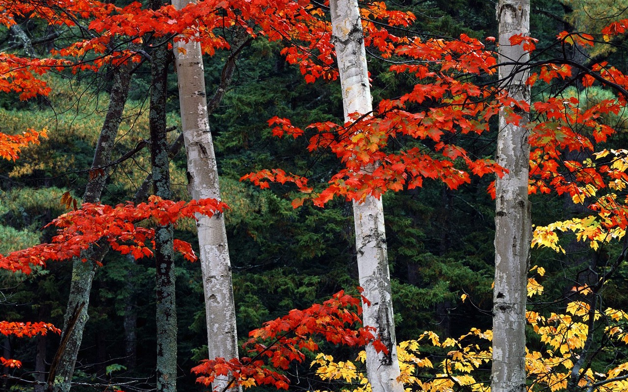 樹木植物 壁紙(三) #6 - 1280x800