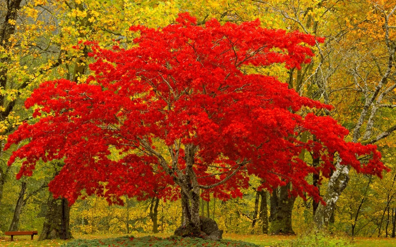 Planter des arbres fonds d'écran (3) #11 - 1280x800