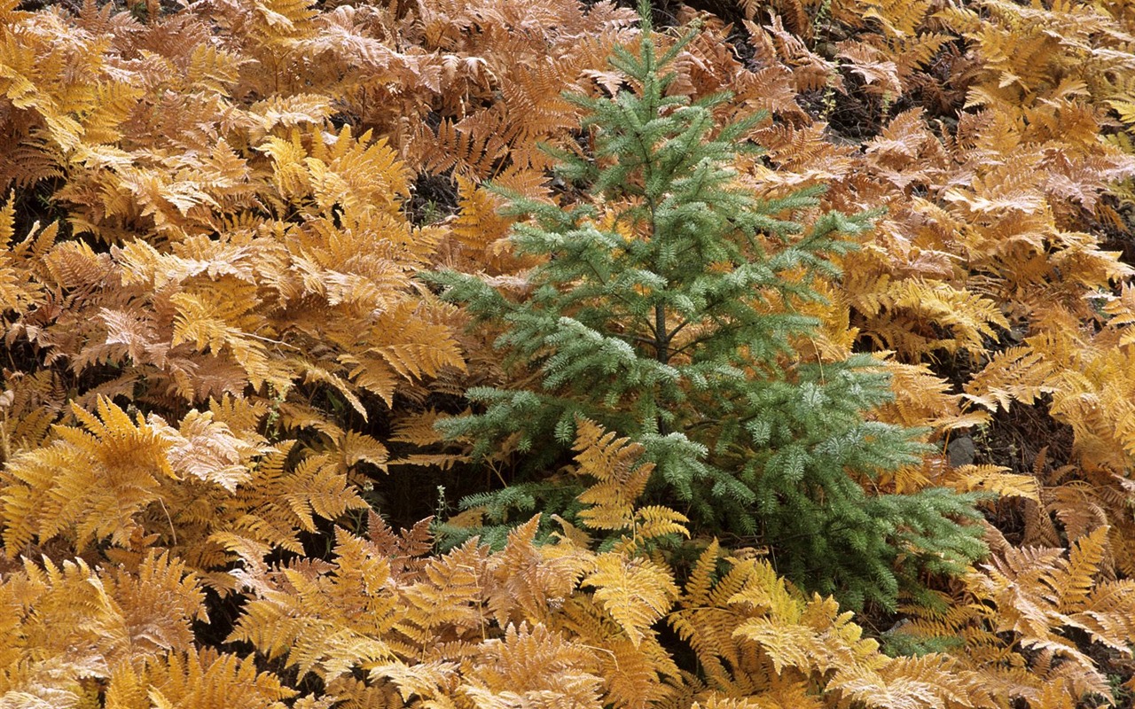 Planter des arbres fonds d'écran (3) #13 - 1280x800