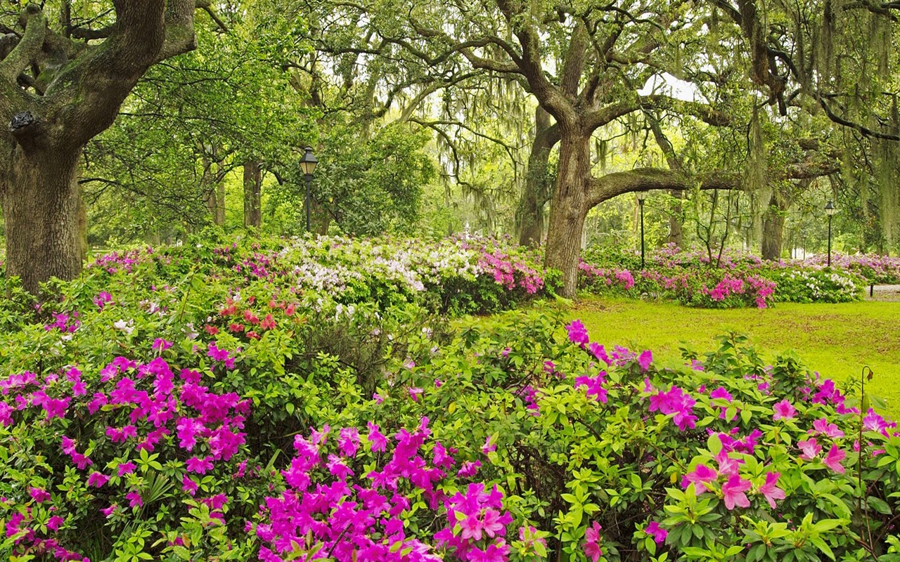 Planter des arbres fonds d'écran (3) #14 - 1280x800