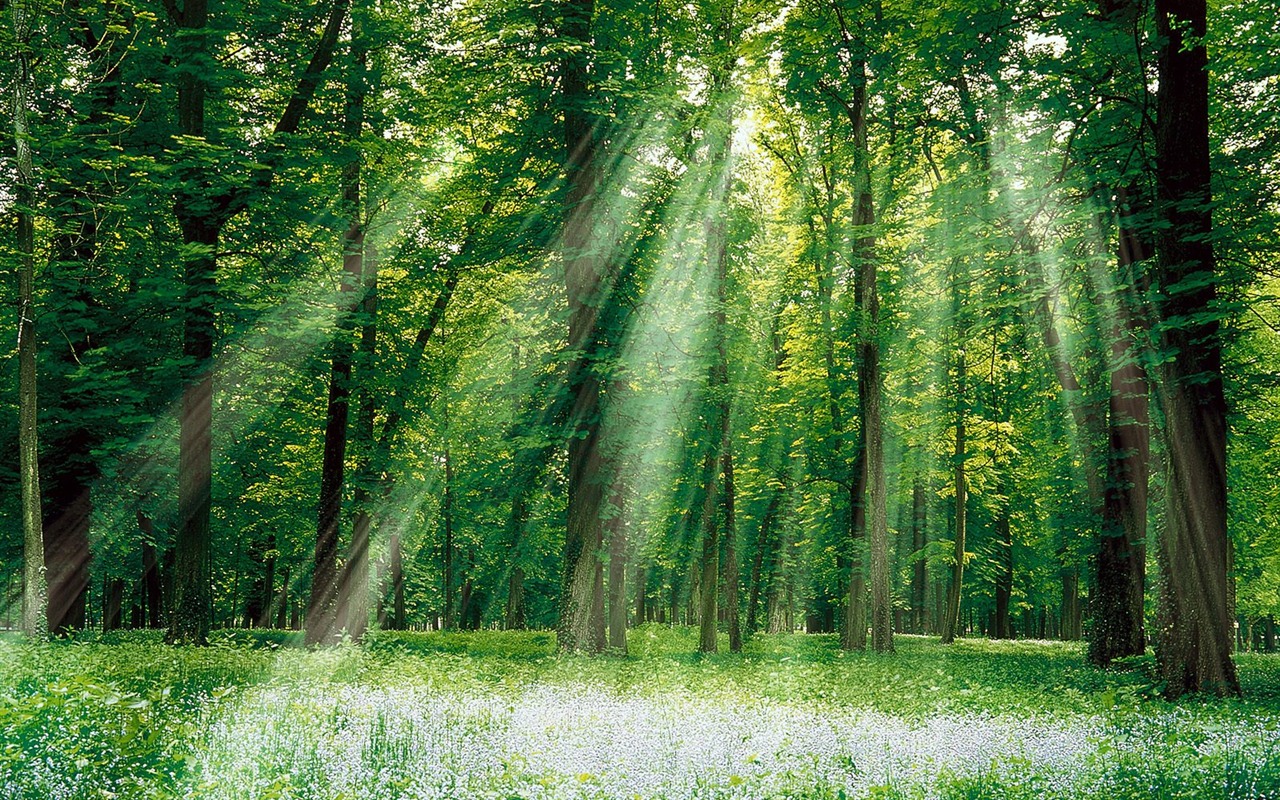 樹木植物 壁紙(三) #20 - 1280x800