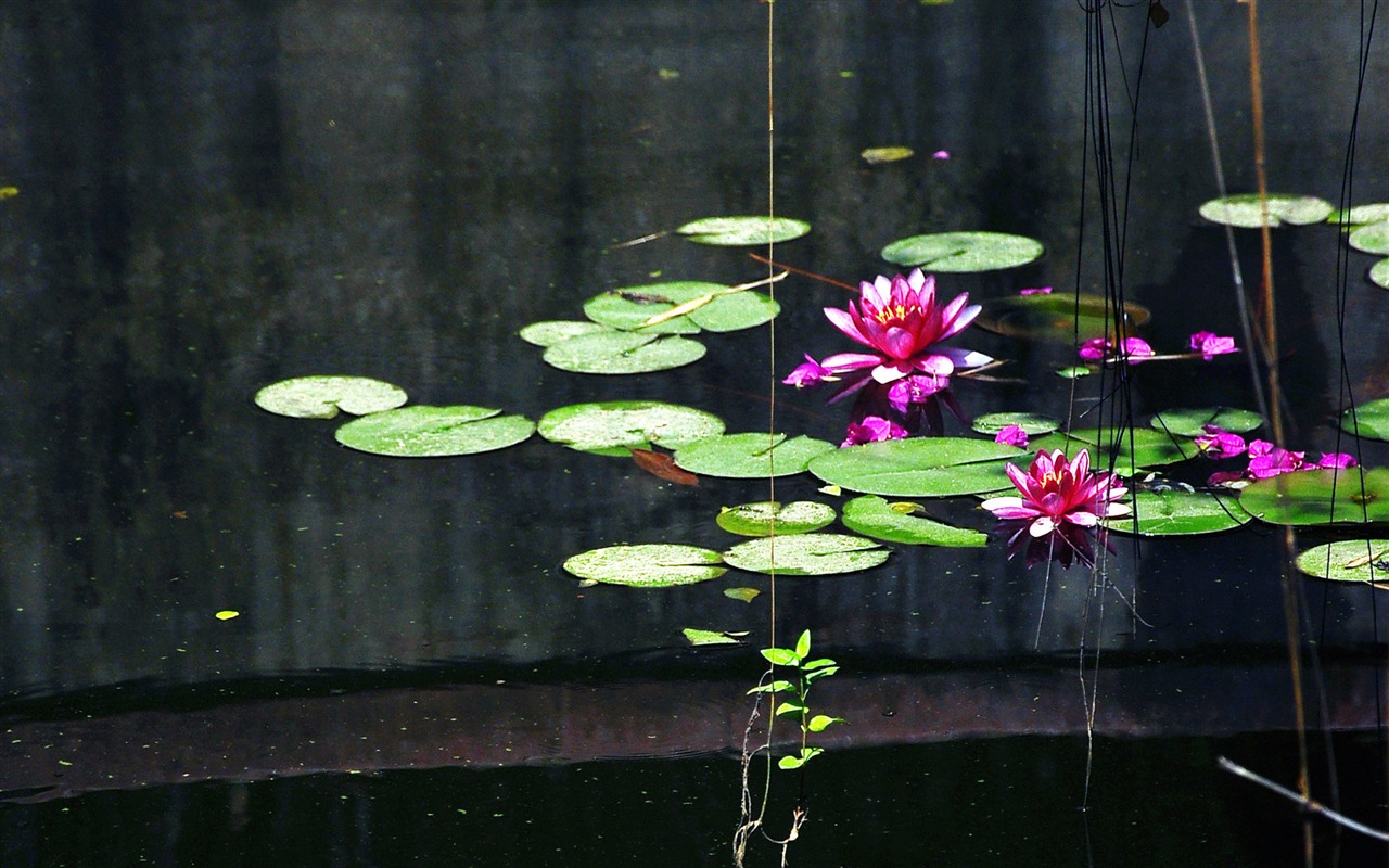 Květiny kvetoucí (Old Hong OK práce) #17 - 1280x800