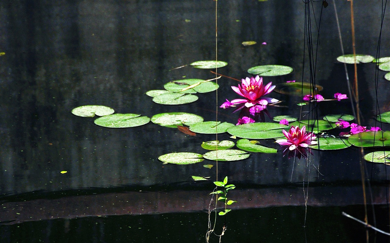 Flowers blooming (Old Hong OK works) #17 - 1280x800