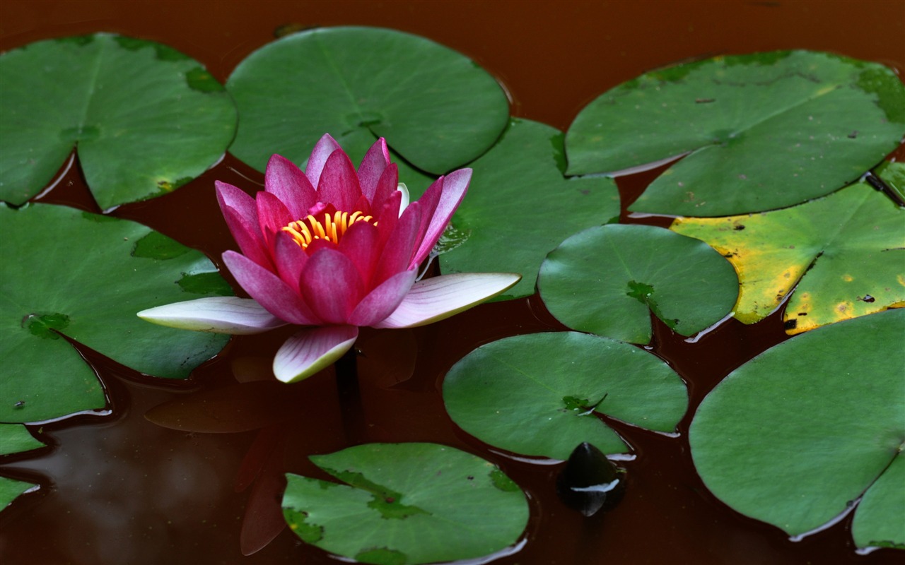 Flower close-up (Old œuvres Hong OK) #2 - 1280x800