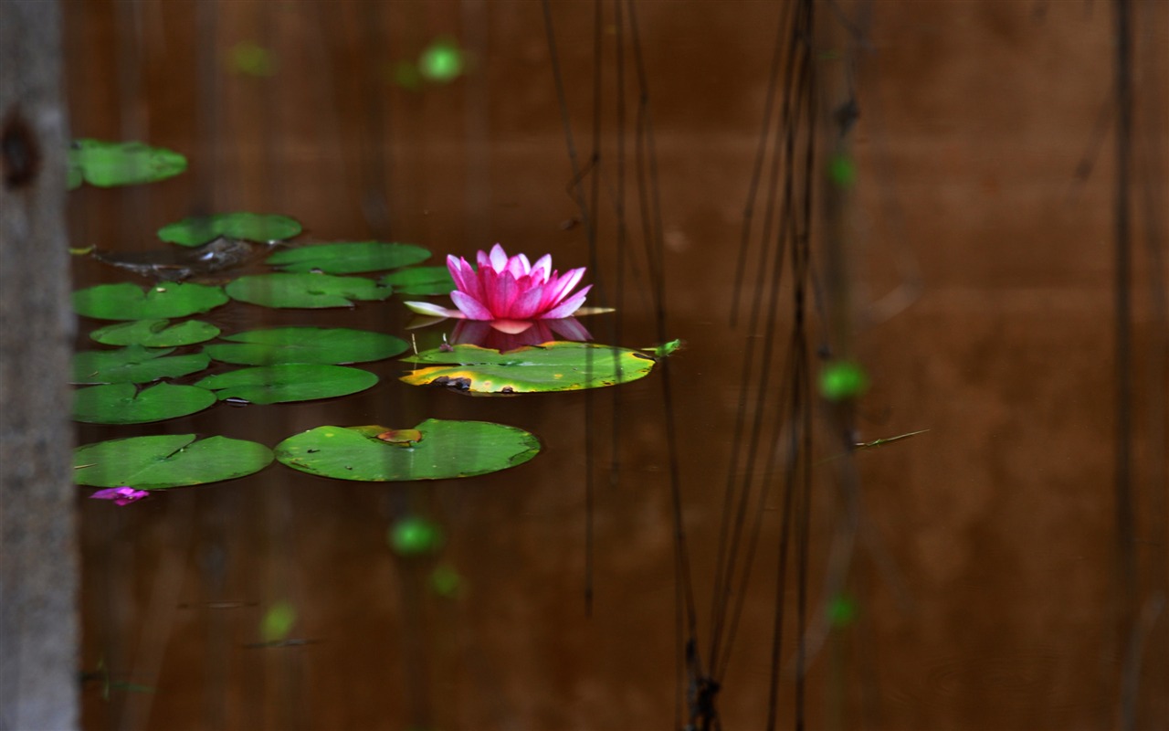 Flower close-up (Old Hong OK works) #3 - 1280x800