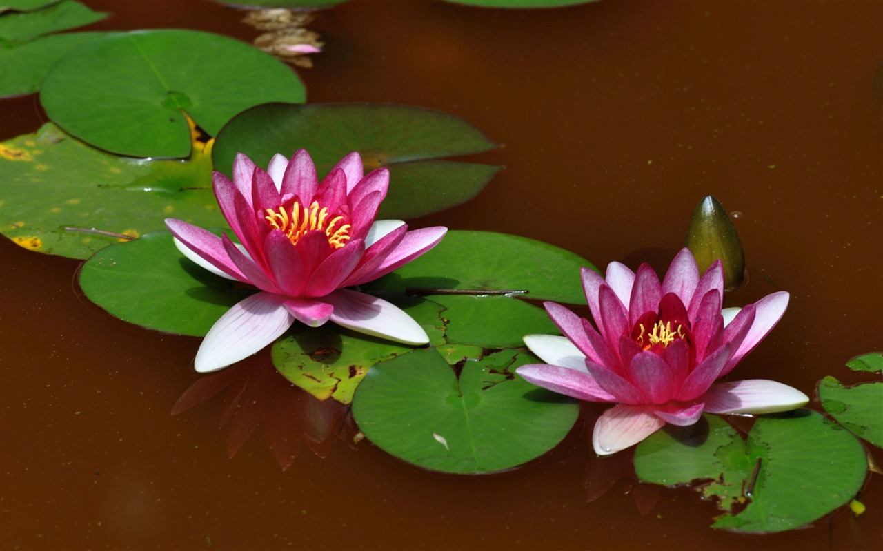 Flower close-up (Old Hong OK works) #4 - 1280x800