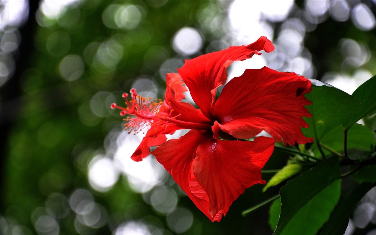 Flower close-up (Old Hong OK works) #6 - 1280x800