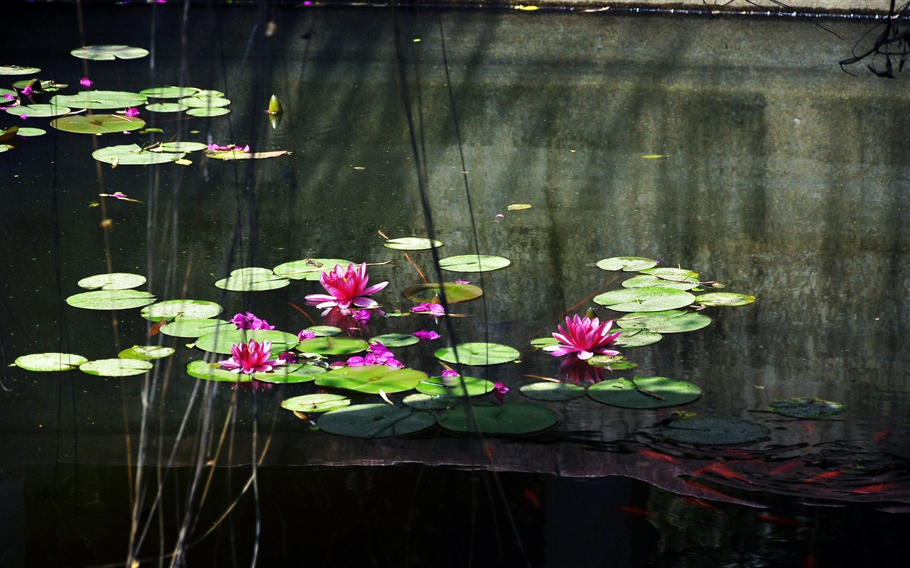 Flower close-up (Old Hong OK works) #10 - 1280x800