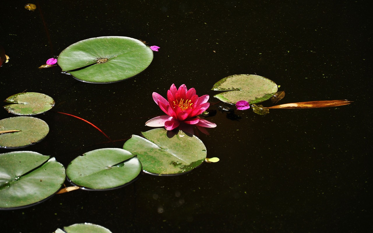 Flower close-up (Old Hong OK works) #11 - 1280x800