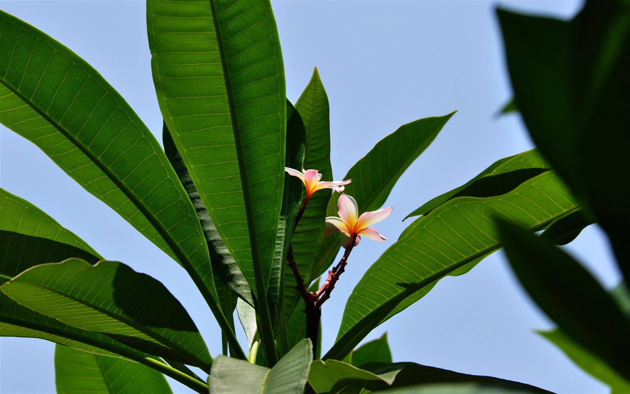 Flower close-up (Old Hong OK works) #13 - 1280x800